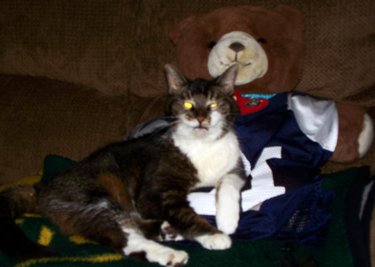 Beethoven loved to hang out with our teddy bear named 