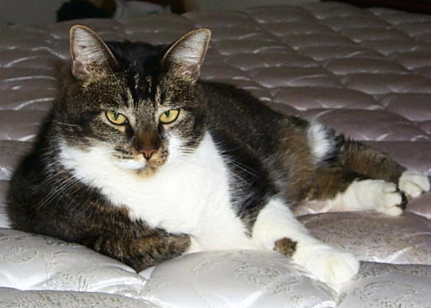 Beethoven jumps on the bed just as Dennis and I try to make up the bed.  He saw it as a game and enjoy every minute of it.