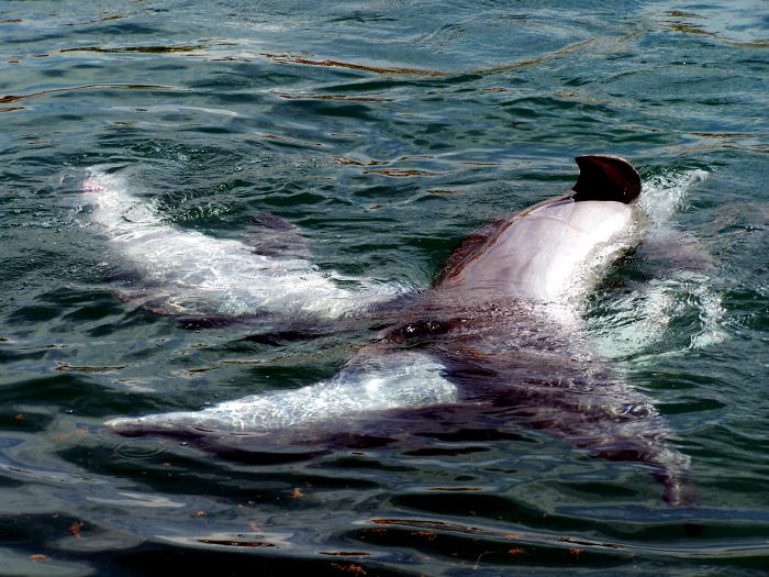 frisky dolphins sharing a little love