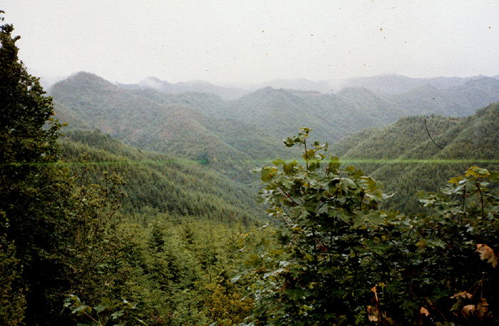 Hills in the Siuslaw National Forest West of Eugene, OR